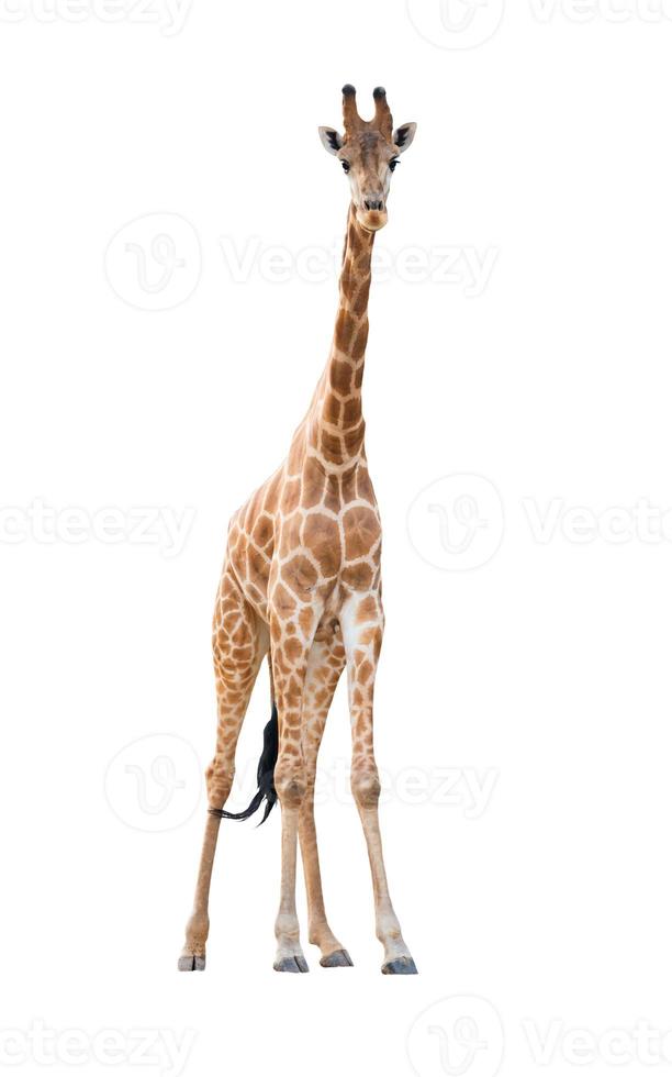 giraffe isolated white background photo