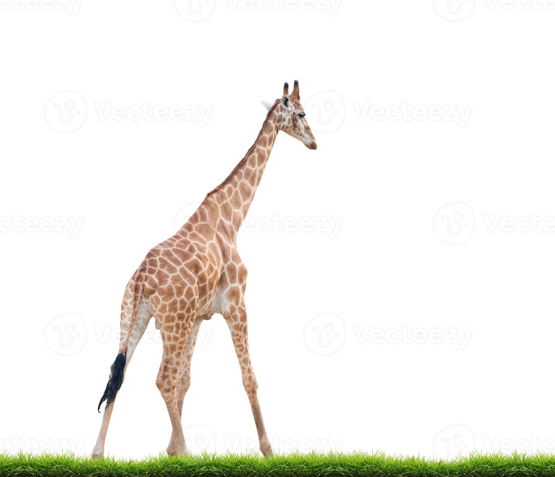 giraffe isolated white background photo