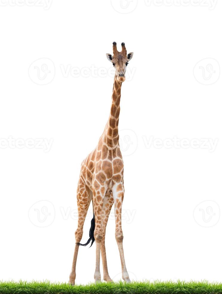 giraffe isolated white background photo