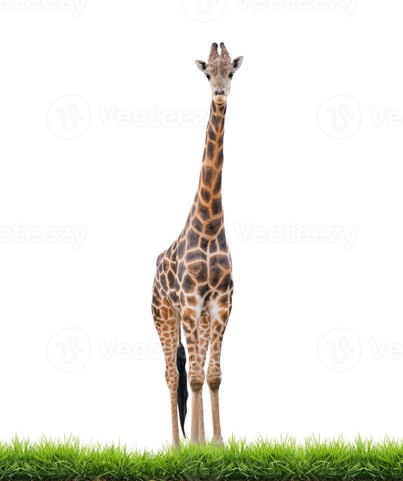 jirafa aislado fondo blanco foto