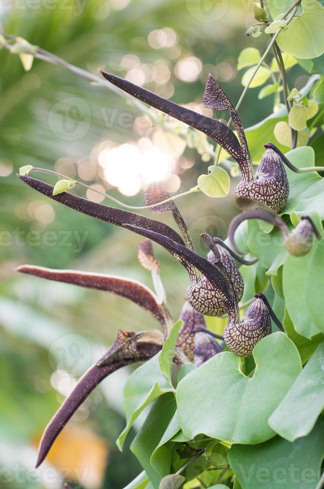 Aristolochia ringens Vahl photo