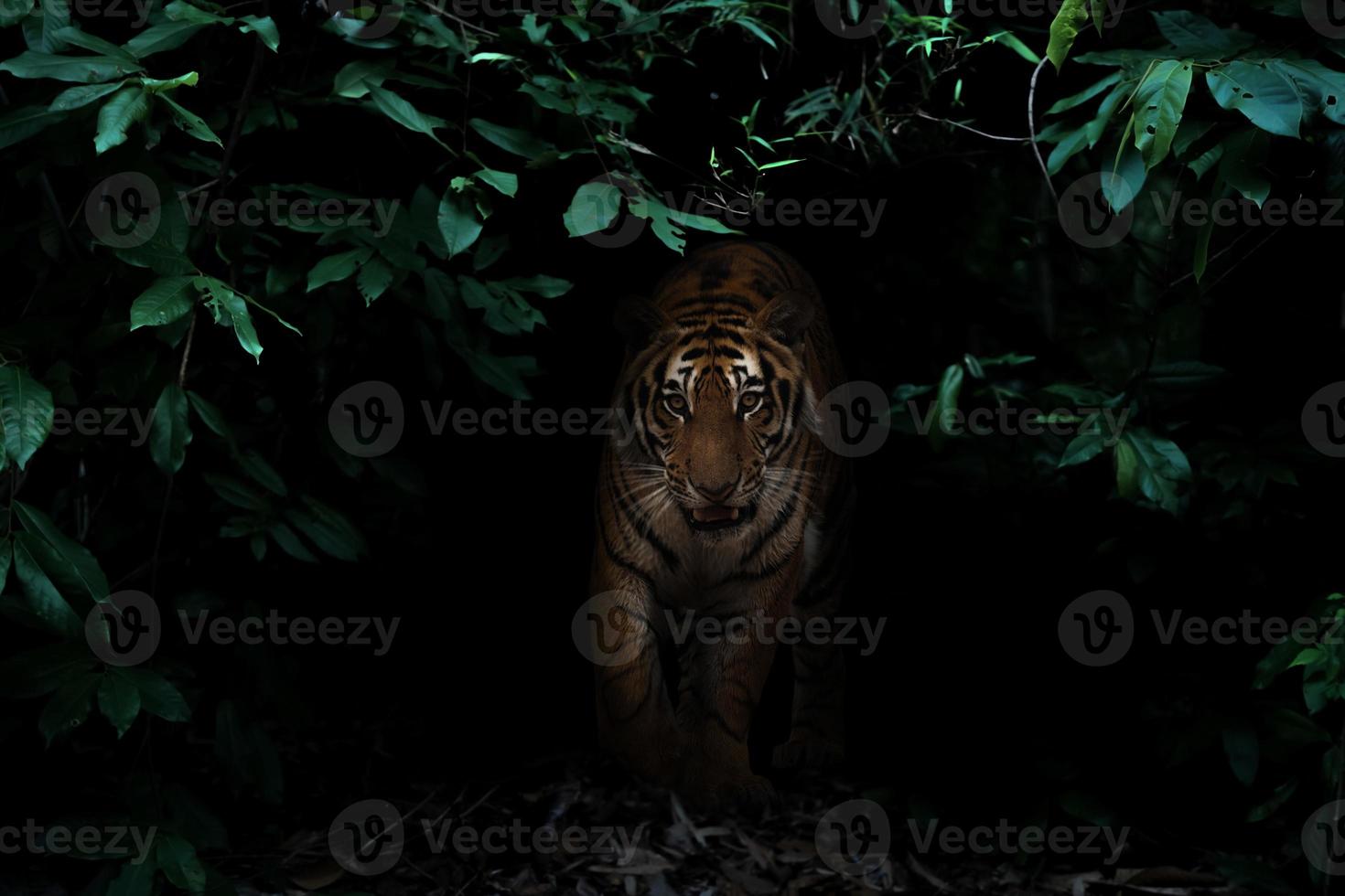 tiger in tropical rainforest at night photo