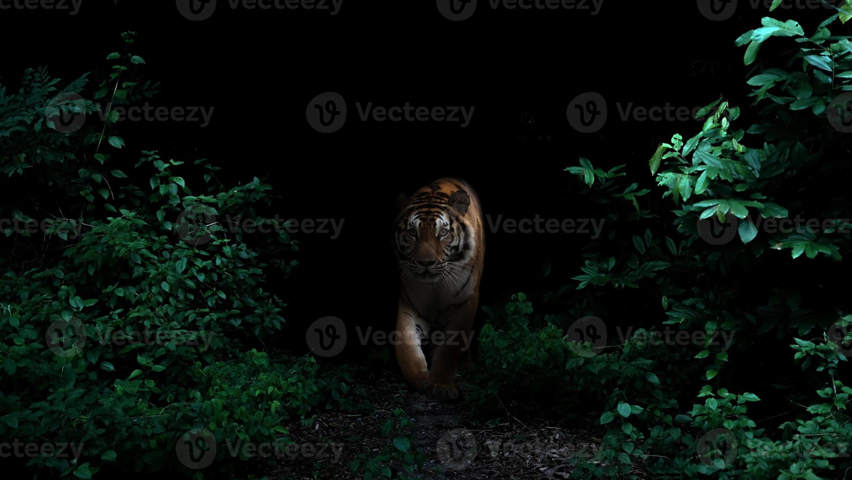 tigre en la selva tropical por la noche foto