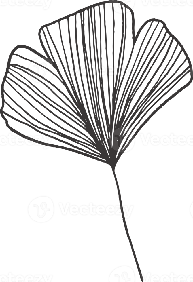 samling skog ormbunke eukalyptus konst lövverk naturliga blad örter inline stil. dekorativ skönhet, elegant illustration png