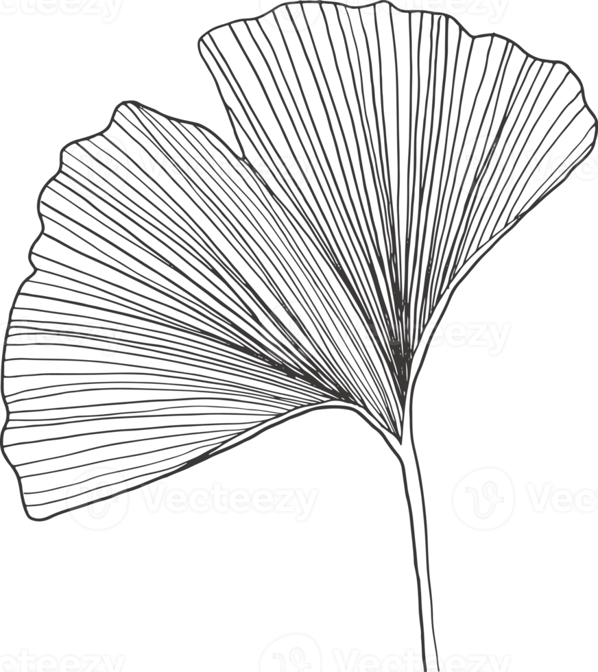 samling skog ormbunke eukalyptus konst lövverk naturliga blad örter inline stil. dekorativ skönhet, elegant illustration png