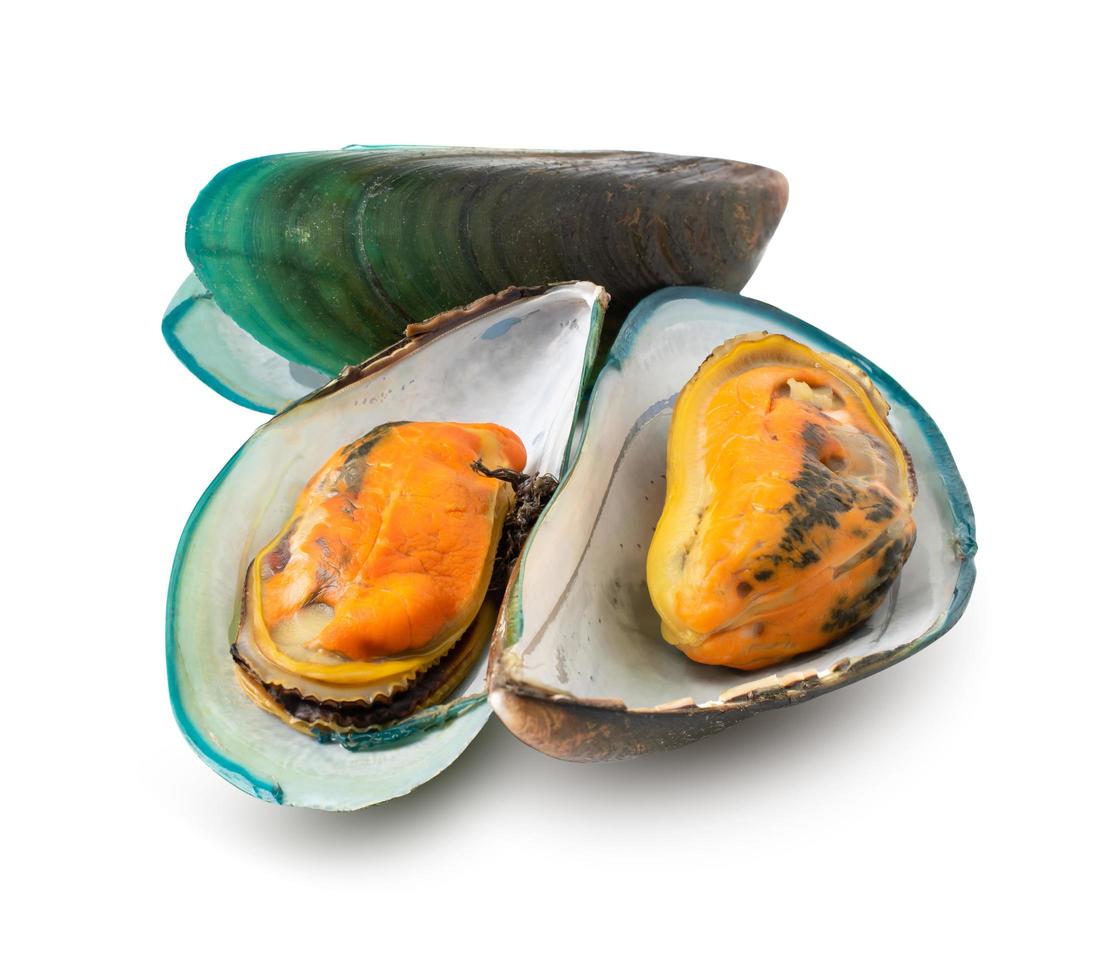 mussels isolated on white background. with clipping path. photo