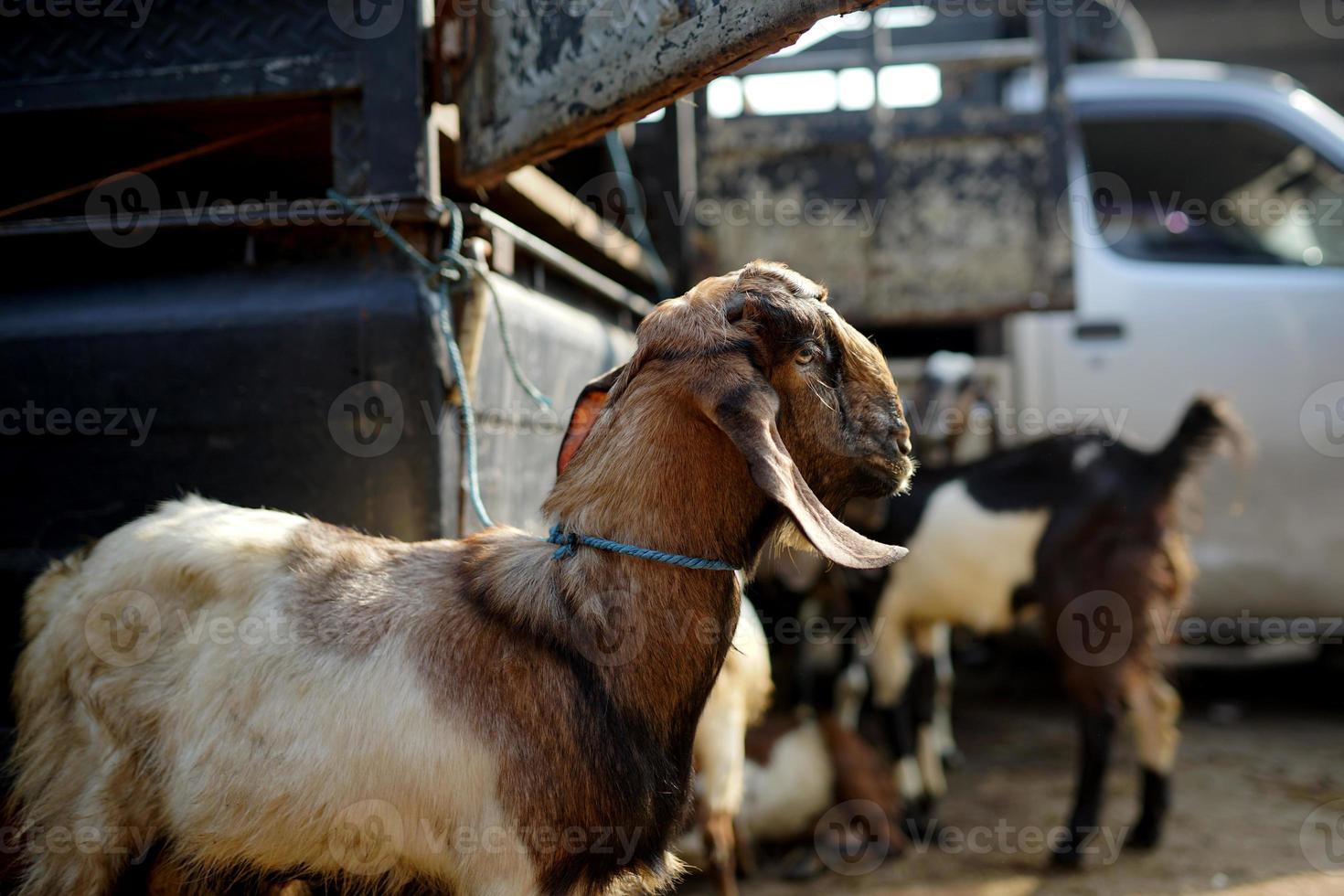 the feast of qurban, goats for the slaughter of sacrifices as a Muslim worship photo