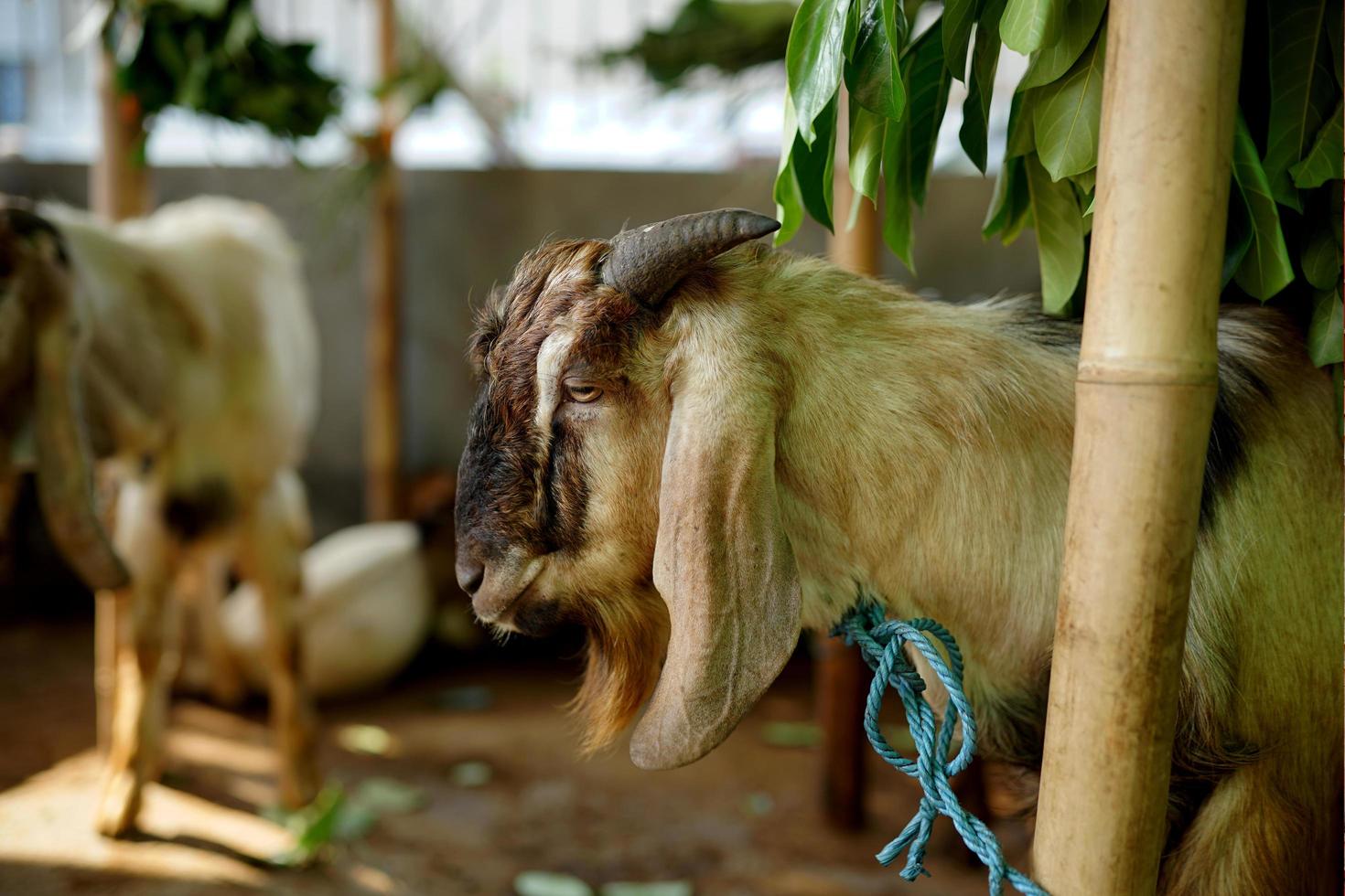 la fiesta de qurban, cabras para el sacrificio de animales de sacrificio como culto musulmán foto