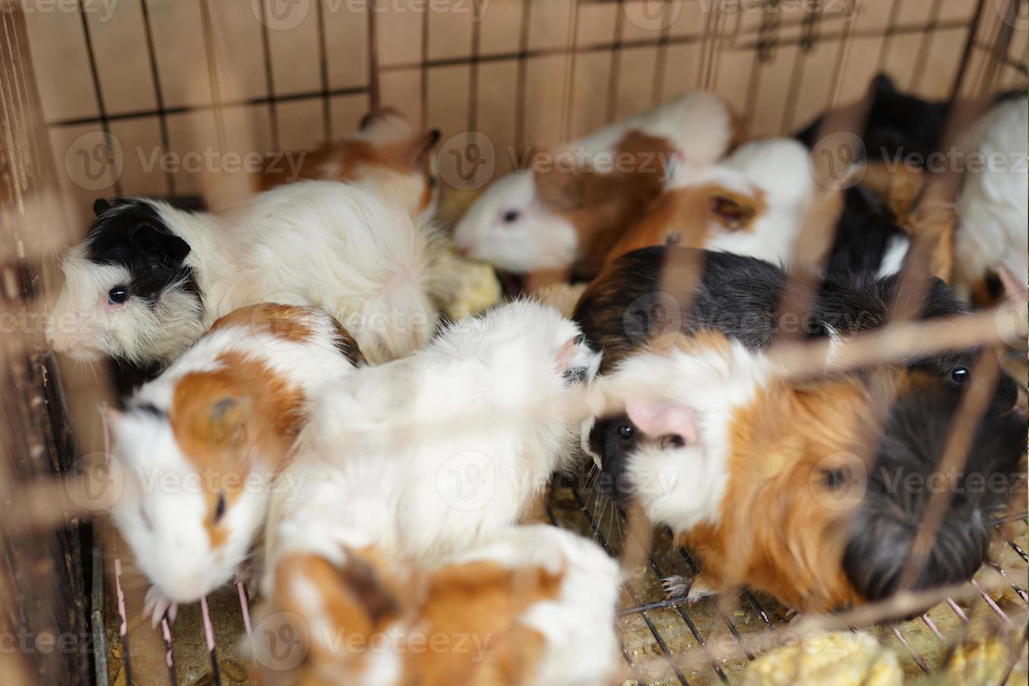 mammals, a collection of cute colored guinea pigs in a cage photo