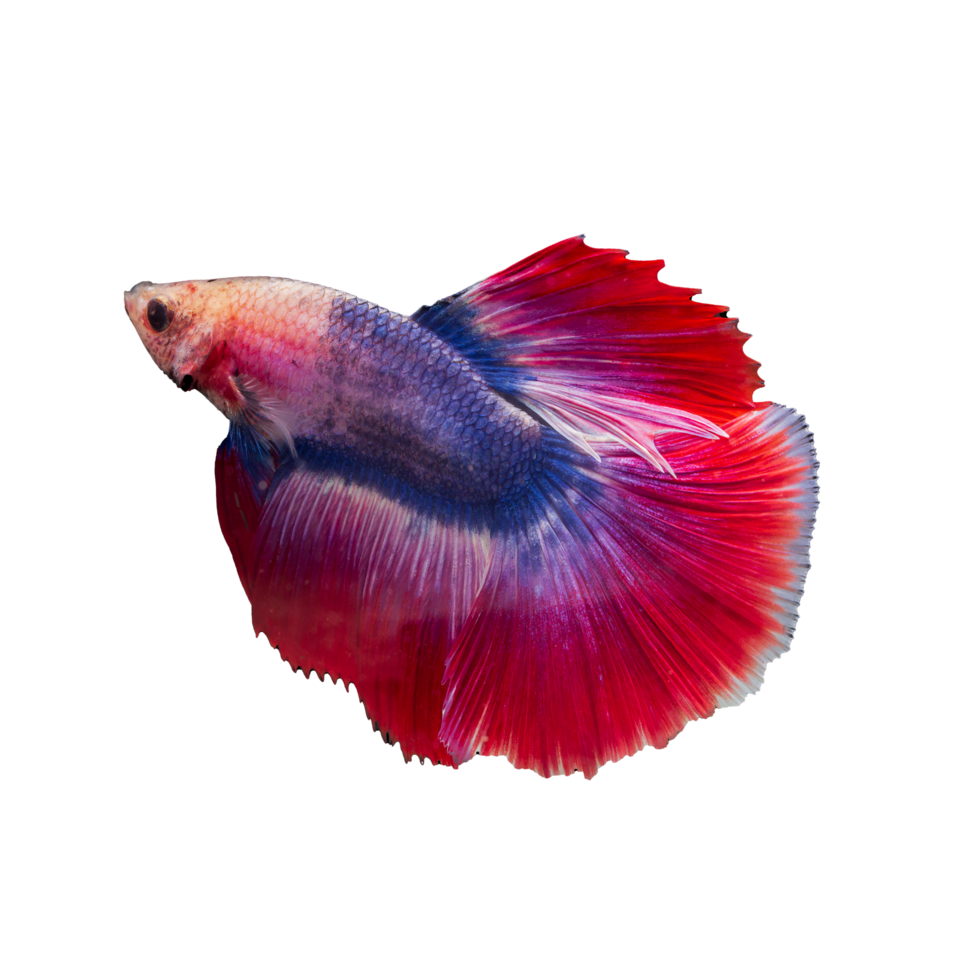 Siamese fighting fish with beautiful colors on transparent background png