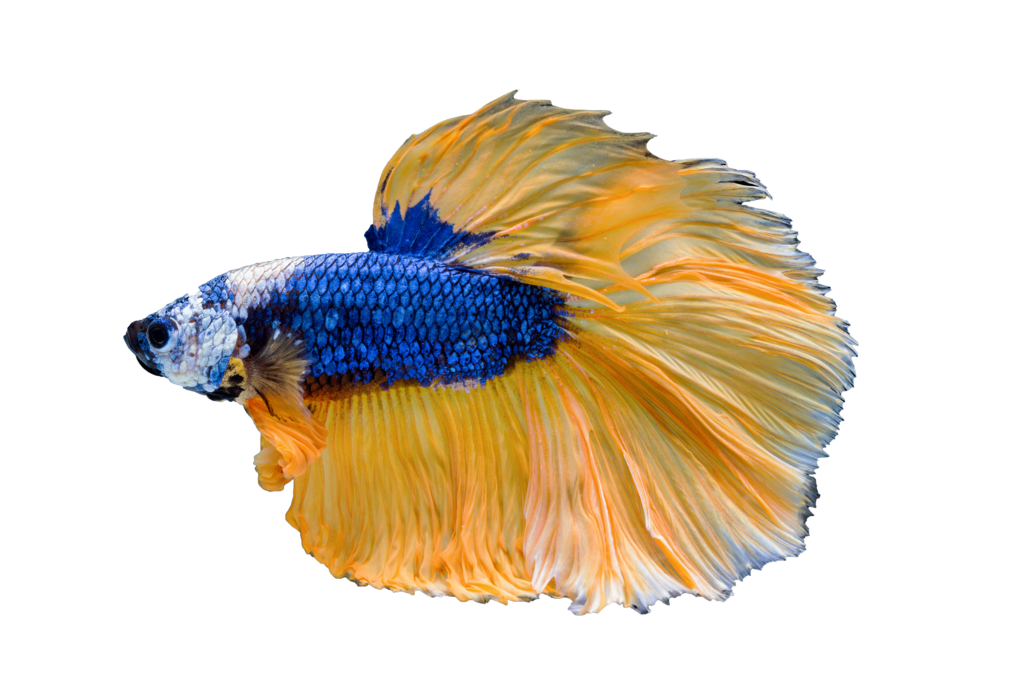 pesce combattente siamese con bei colori su sfondo trasparente png