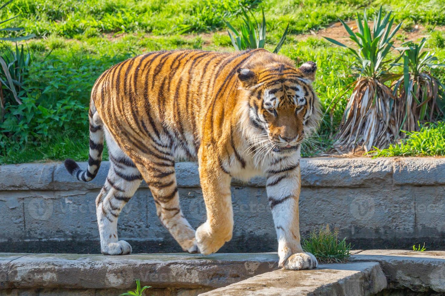 Tiger in a wildlife zoo - one of the biggest carnivore in nature. photo