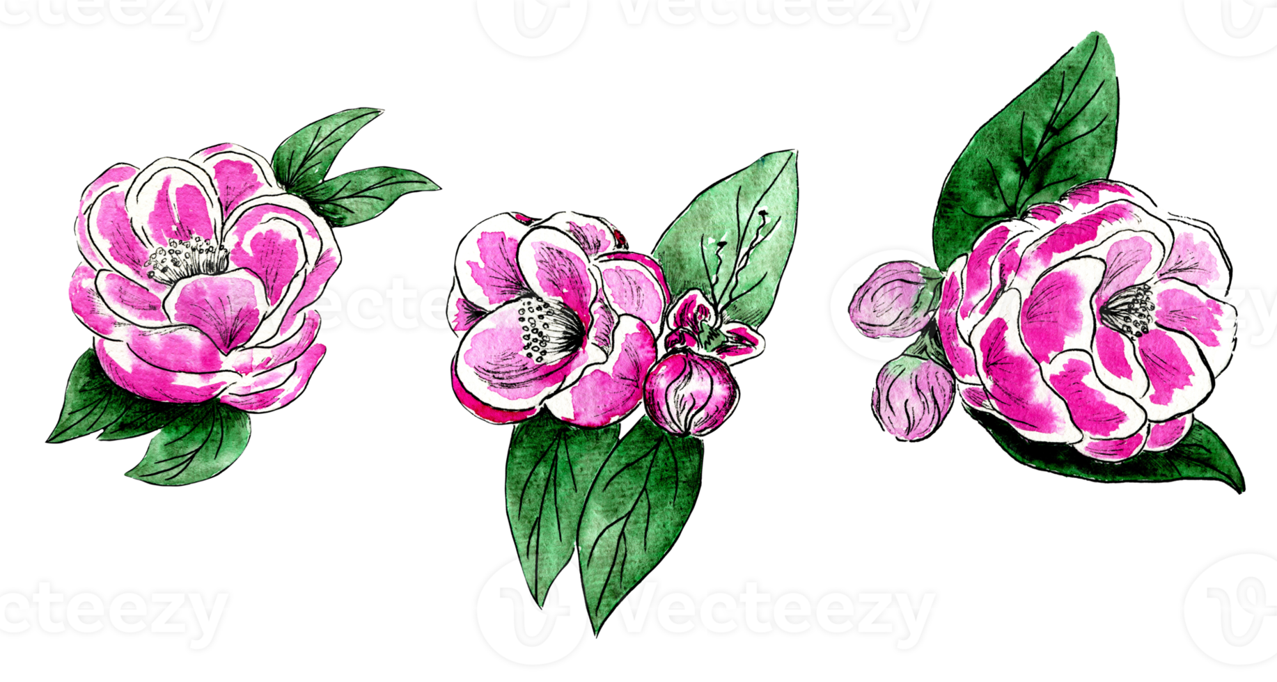 Watercolor set of pink blooming flowers with green leaves png