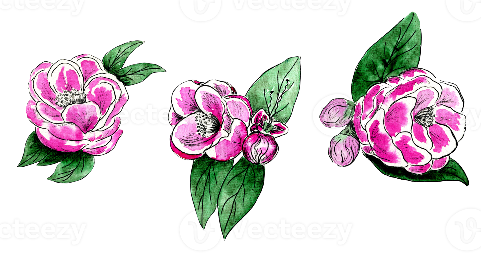 conjunto de acuarela de flores rosadas con hojas verdes png