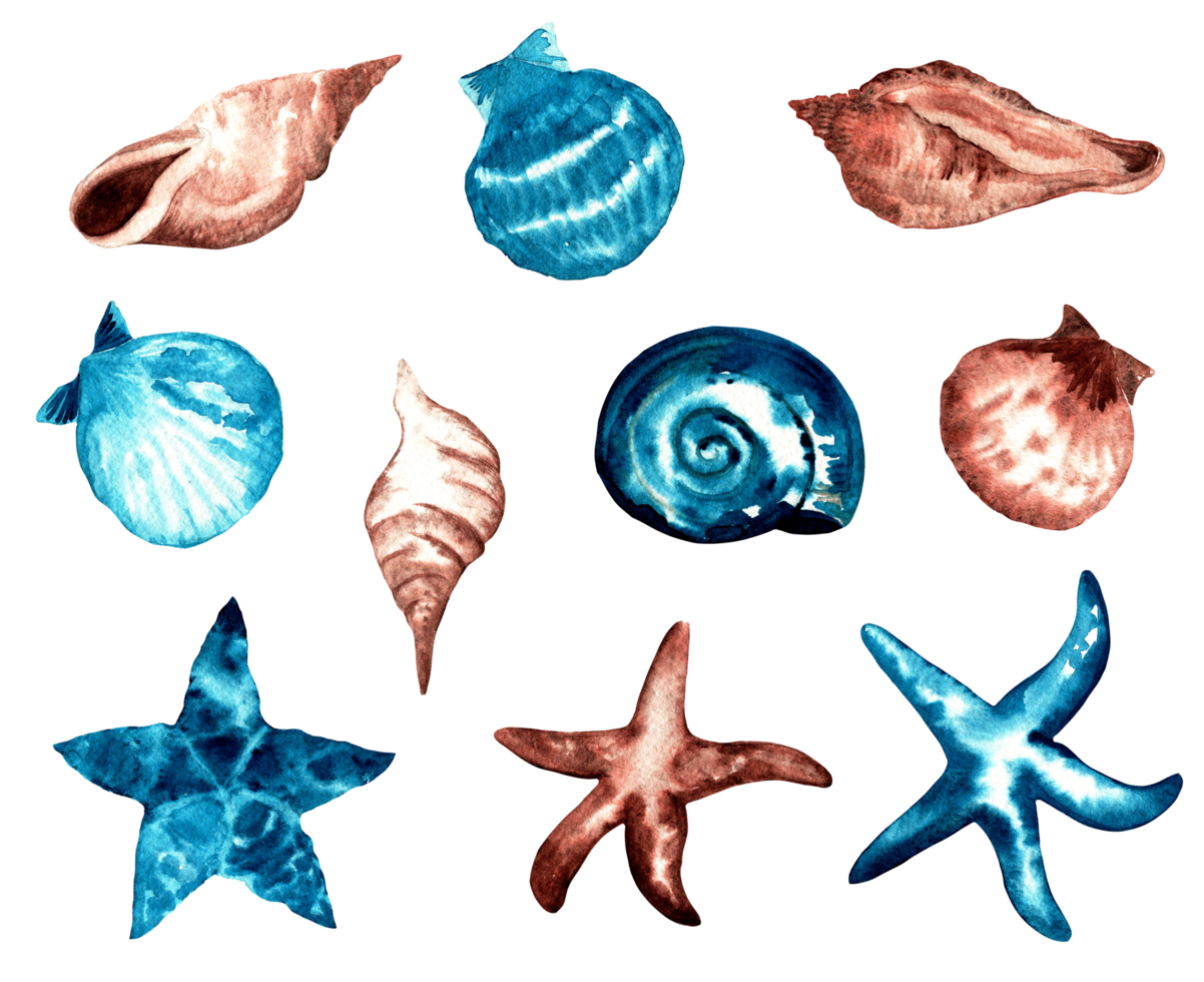 collezione di acquerelli di conchiglie e stelle marine sulla spiaggia png