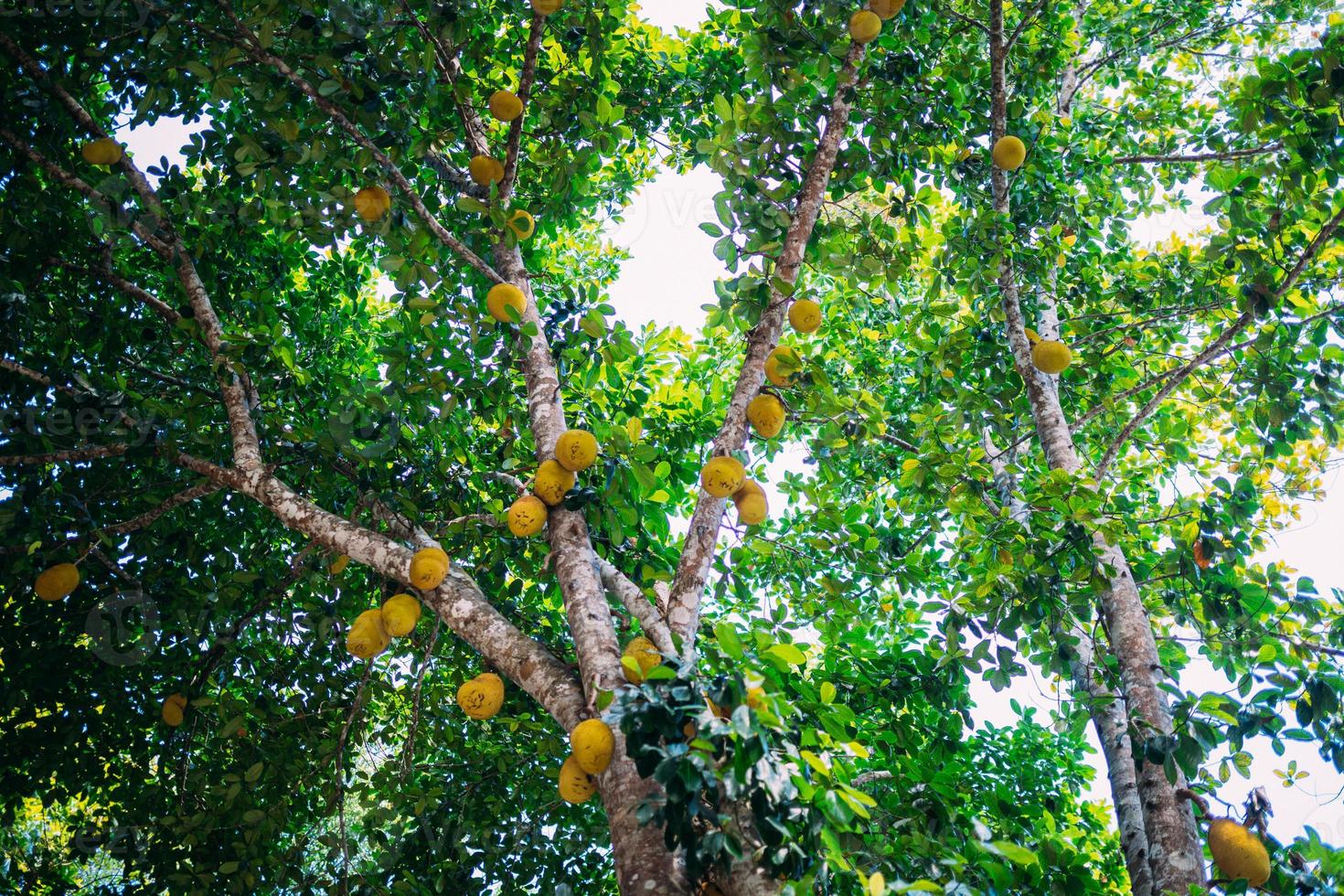 Low Angle View Of Jackfruit Hanging On Tree photo