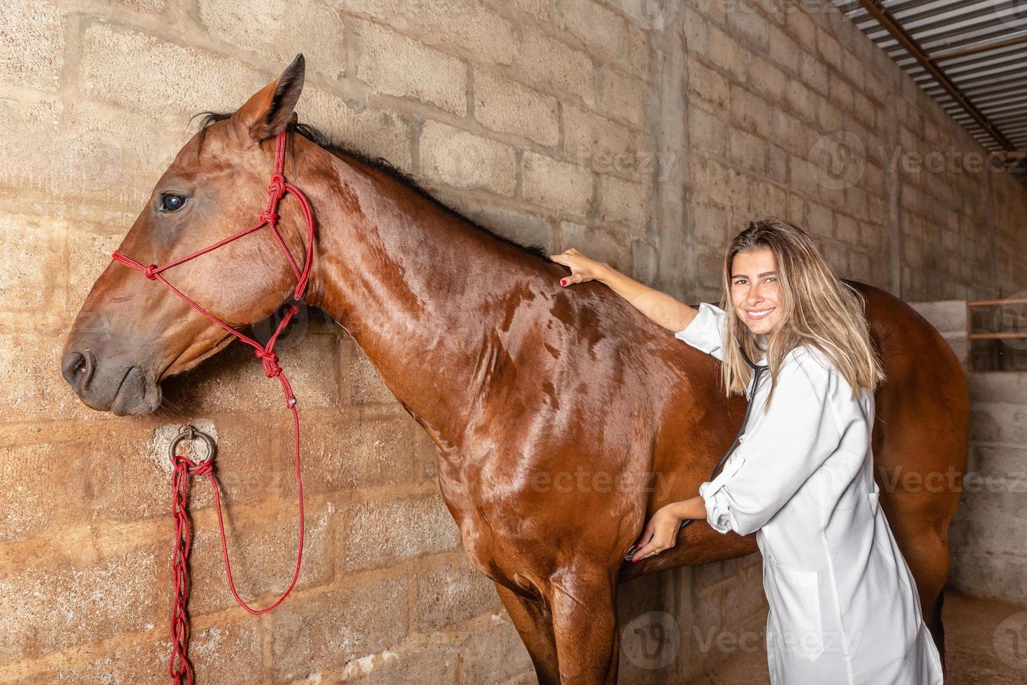 Veterinarian examining horse. photo