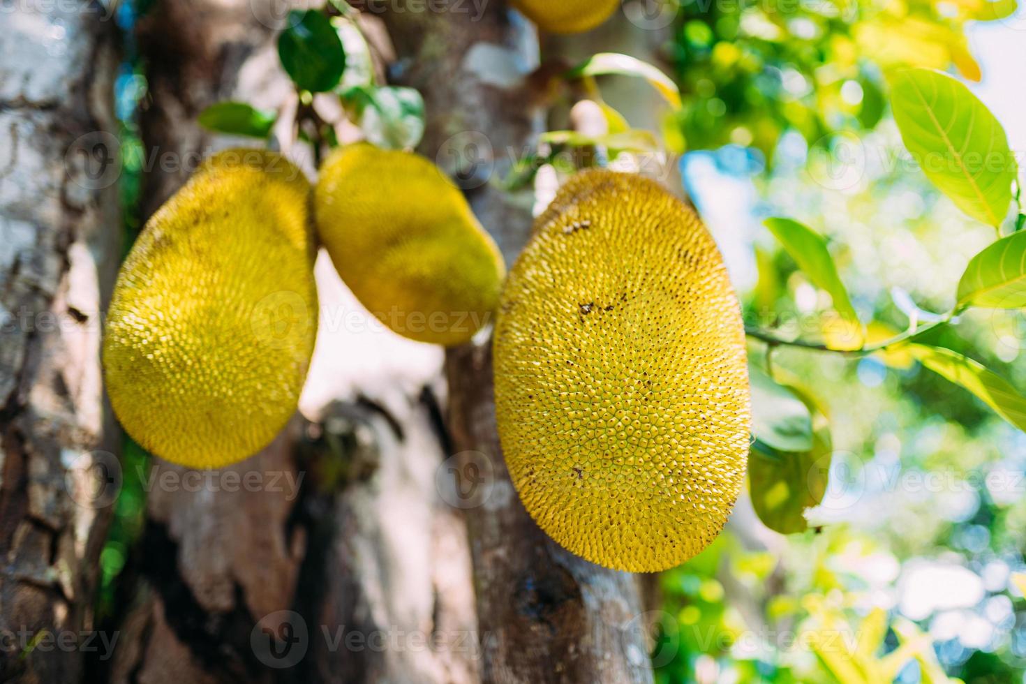 Close up View Of Jackfruit Hanging On Tree photo
