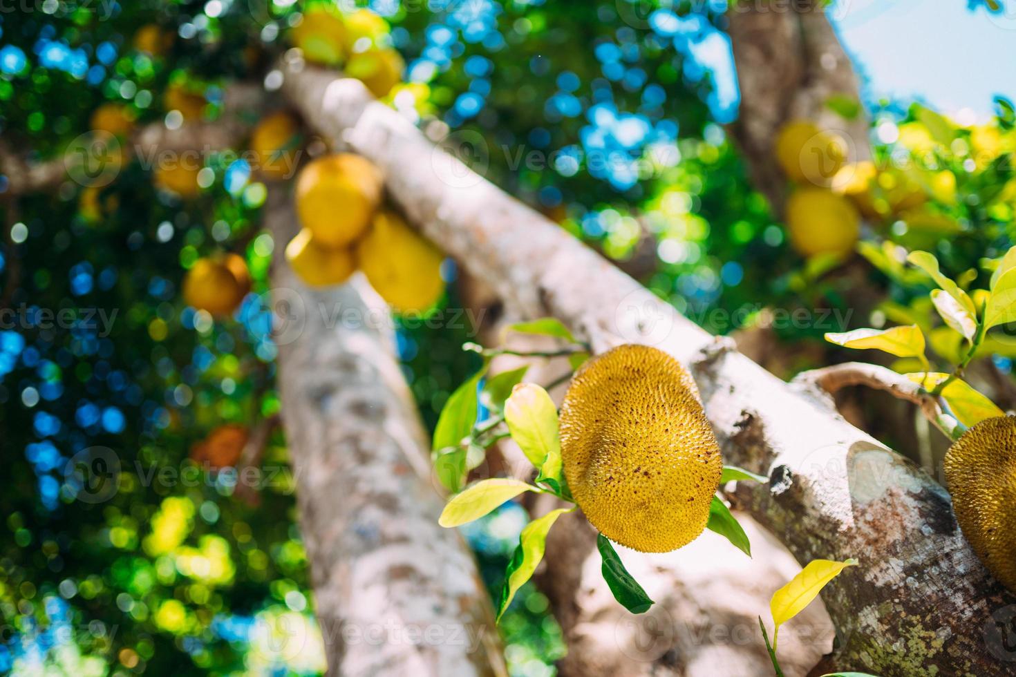 Low Angle View Of Jackfruit Hanging On Tree photo