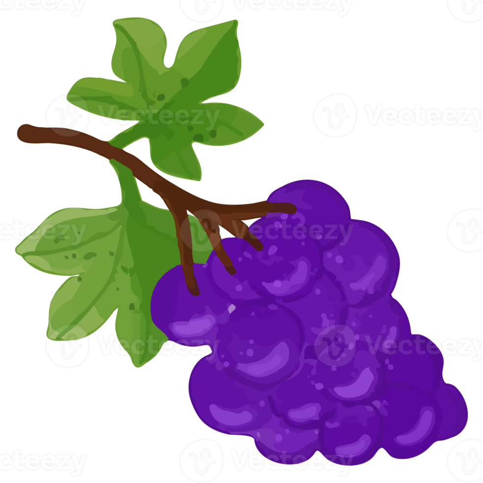 Watercolor Grape, Hand painted decoration clipart png