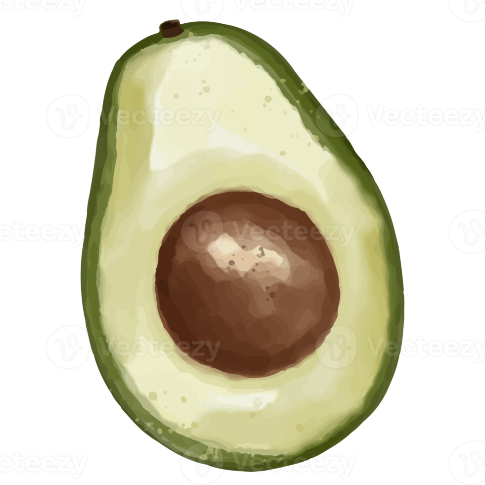 Watercolor sliced avocado, Hand painted fruit clipart png