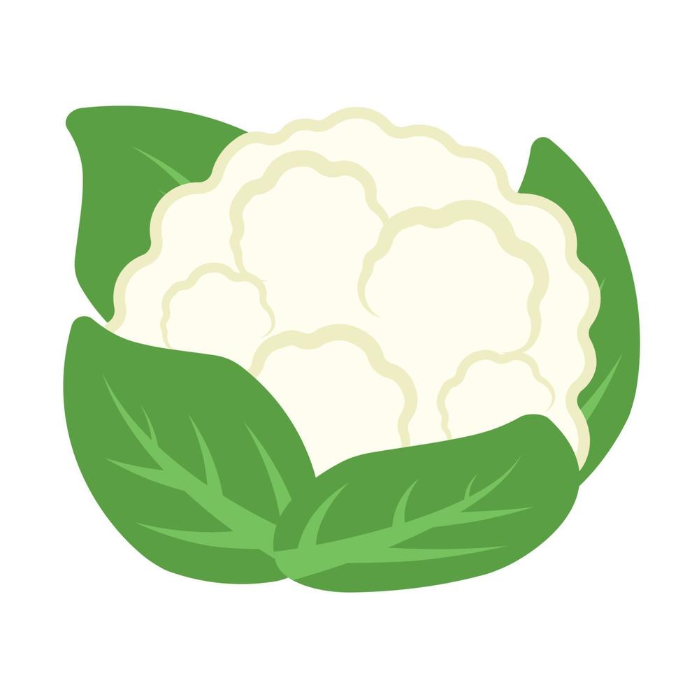 coliflor blanco animado vector vegetal icono clipart, repollo sobre fondo blanco