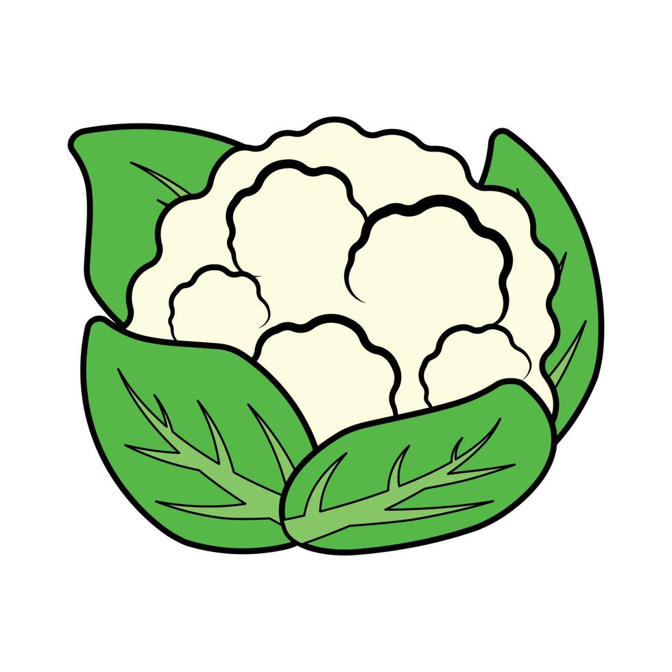 Hand Drawing Cauliflower Vector Vegetable Icon Clipart with Outline Stroke,  Cabbage on white background 9352084 Vector Art at Vecteezy