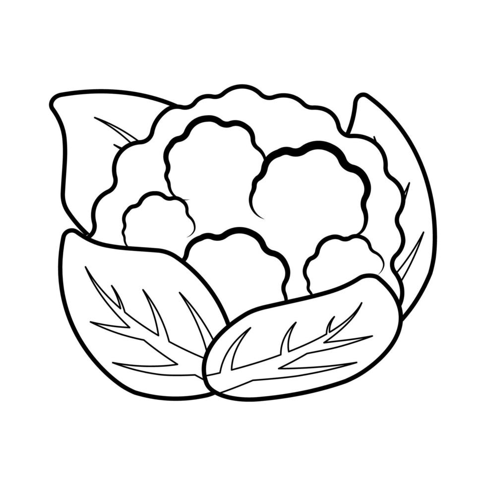 Black Outline Cauliflower Vector Vegetable Coloring Page Vector Illustration in White Background