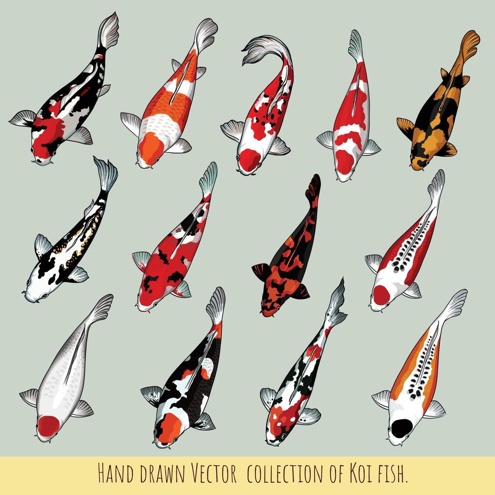 Hand drawn Vector collection of Koi fish.