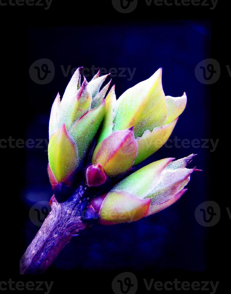 Flowers blossoms close up nature modern backgrounds photo