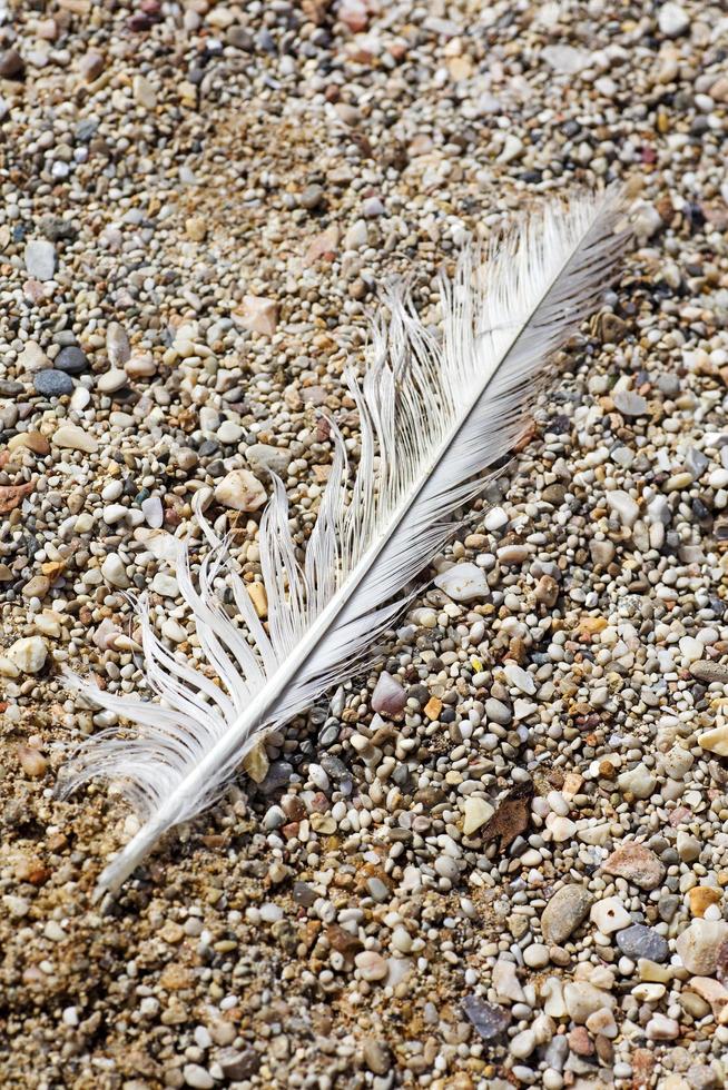 Bird down macro on beach stones background fine art in high quality prints products Canon 5DS - 50,6 Megapixels photo