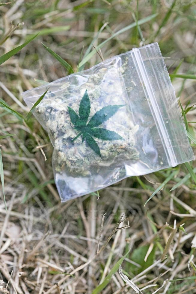 Marihuana cannabis in small bug macro fifty megapixels high quality prints photo