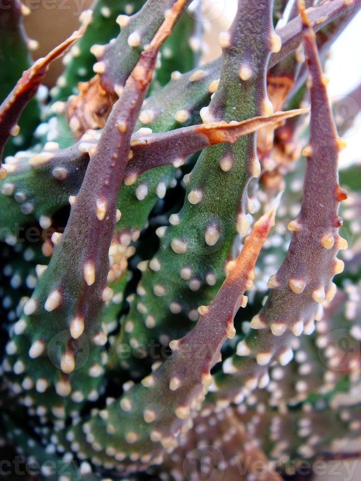 Tropical plants macro cactus and succulents backgrounds wallpapers fine art prints photo