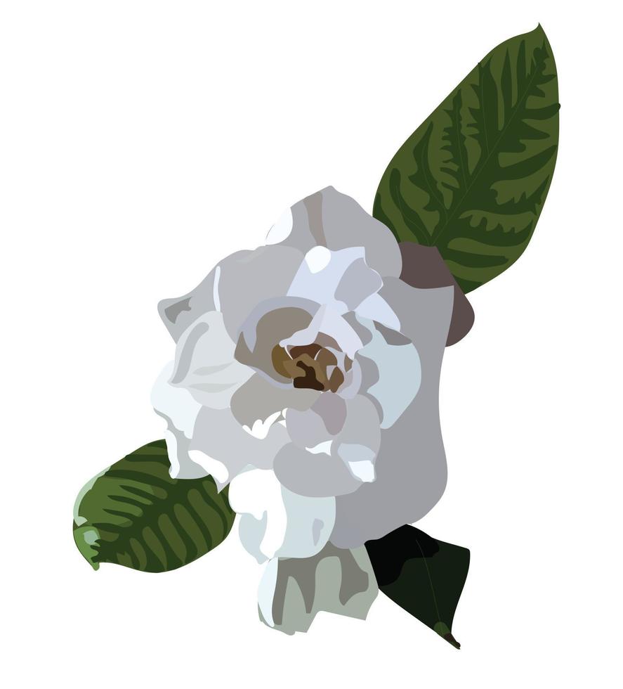 Gardenia flower. Vector illustration.