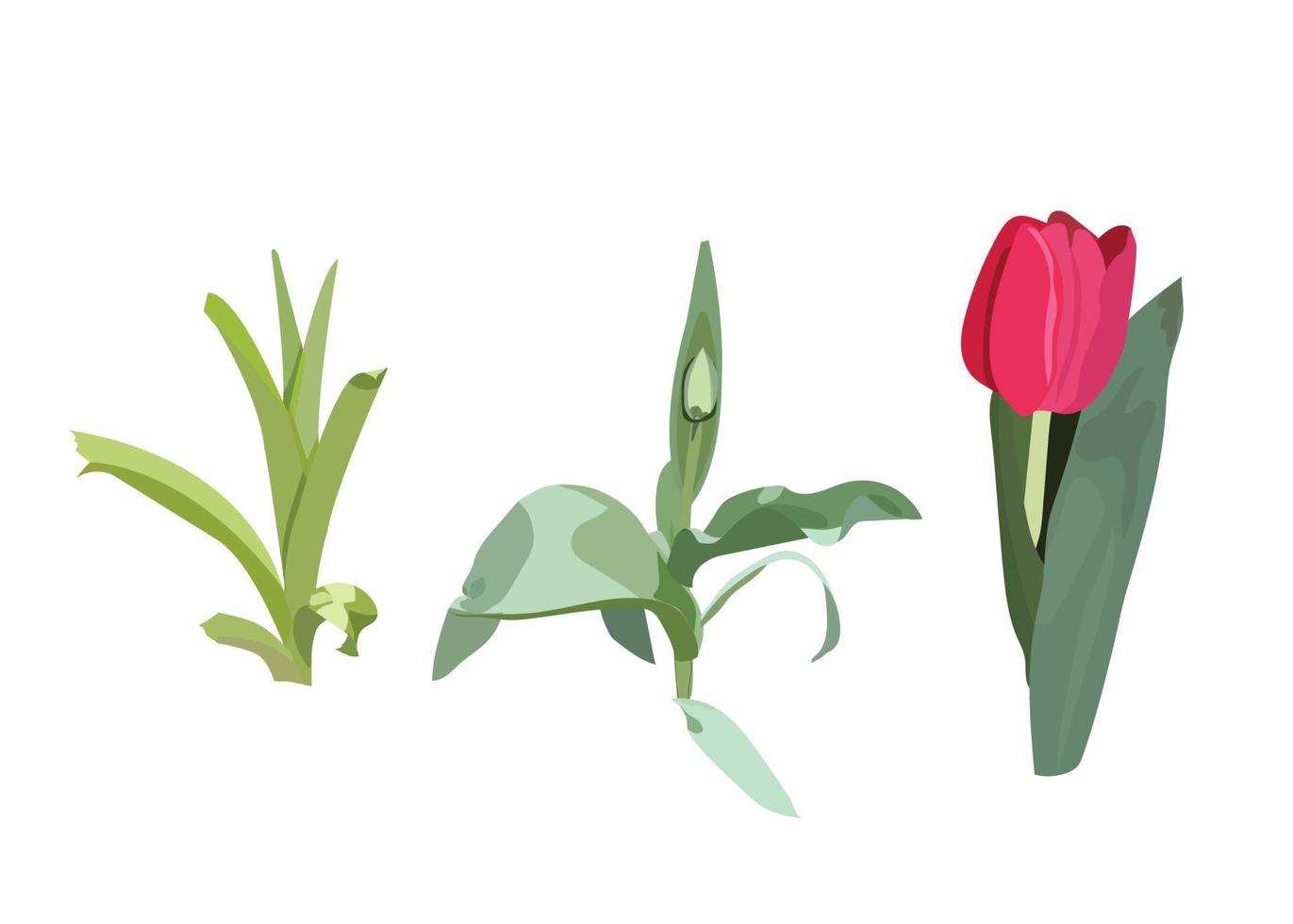 Stages of development of a tulip. Vector illustration.