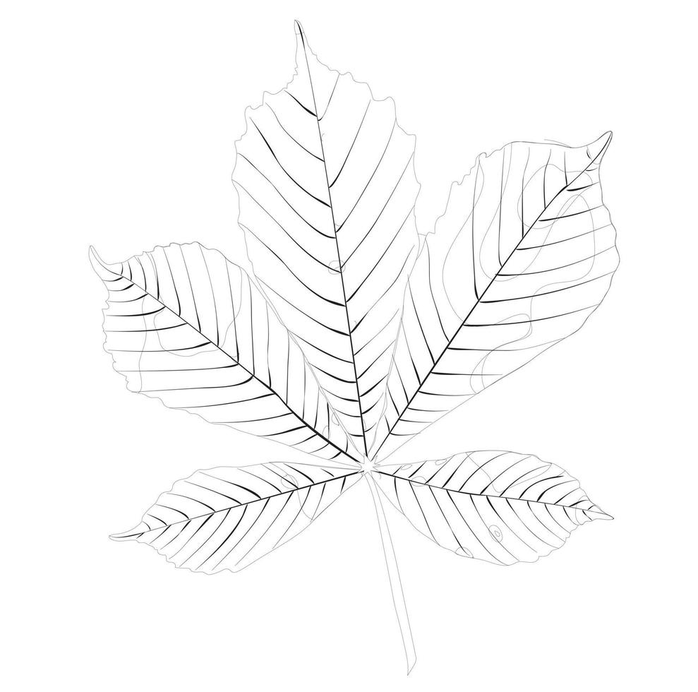 Doodle style chestnut leaf. Vector stock illustration isolated on white background.