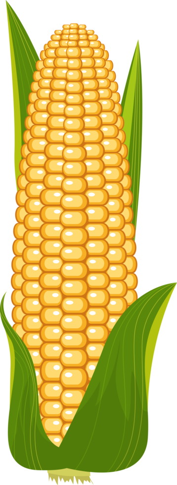 Corn clipart design illustration png