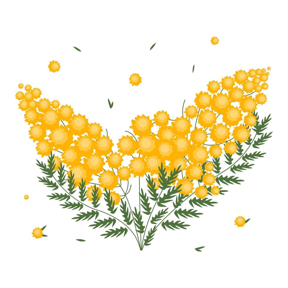 Colored flower mimosa drawing in flat style. Spring blooming floral plant isolated on white background. vector