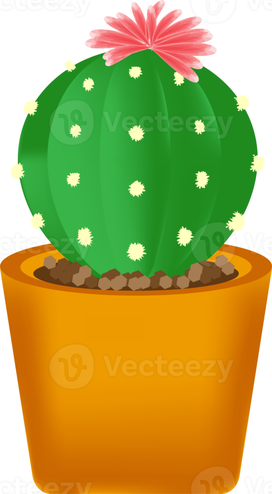 cactus and plant pots png