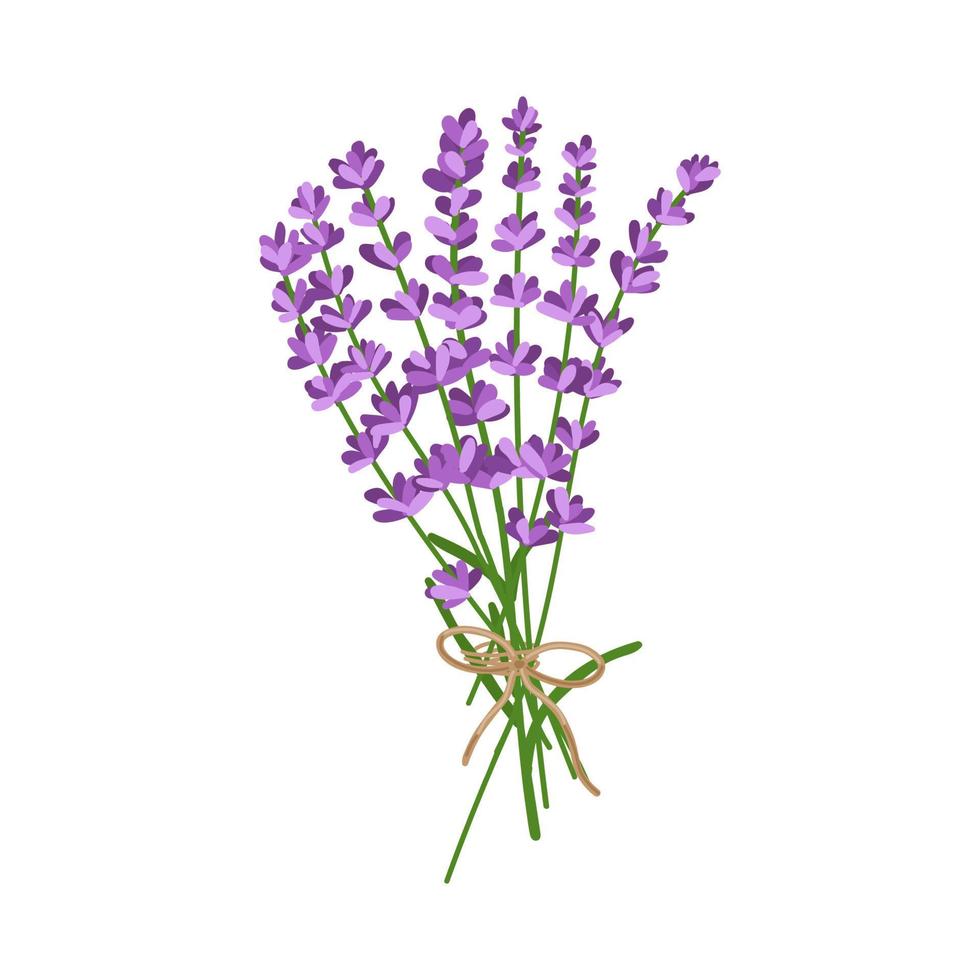 Bouquet of lavender flowers. Vector illustration of lavender flowers isolated on white background