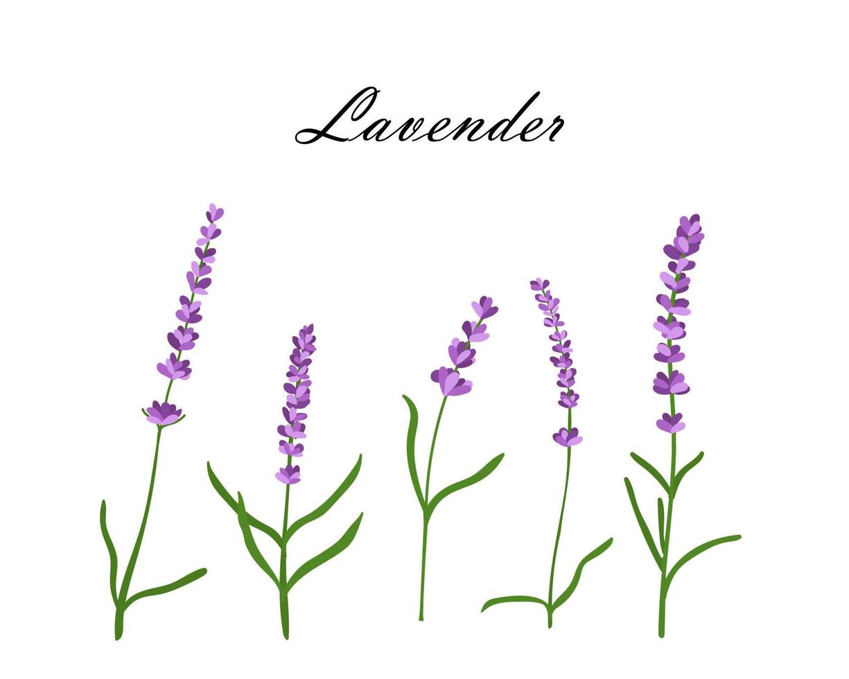 colección de flores de lavanda.ilustración vectorial de flores de lavanda aisladas sobre fondo blanco vector