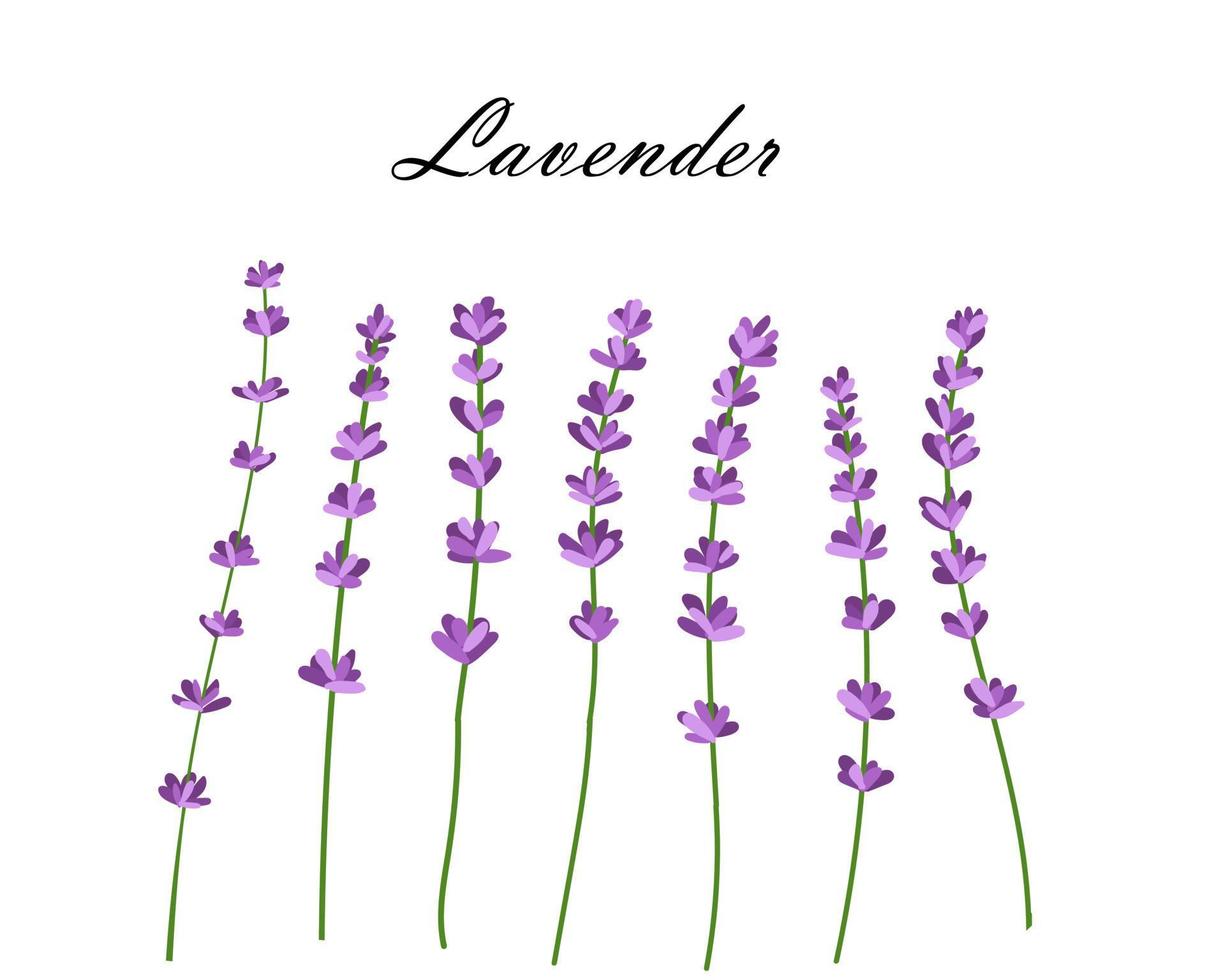 colección de flores de lavanda.ilustración vectorial de flores de lavanda aisladas sobre fondo blanco vector