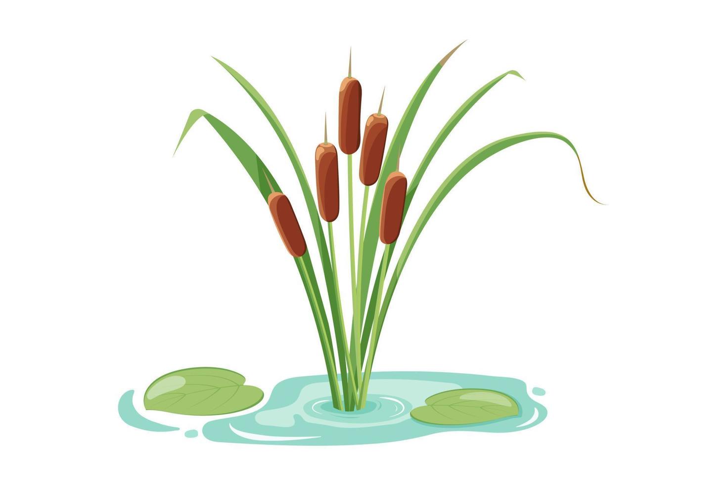 Pond with reeds and leaves. Lake vegetation icon. vector