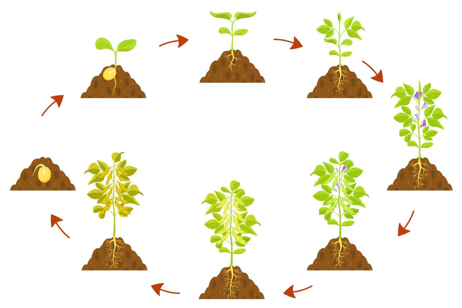 infografía del proceso de crecimiento de la soja. germinación de semillas y formación de tallos con frutos. vector