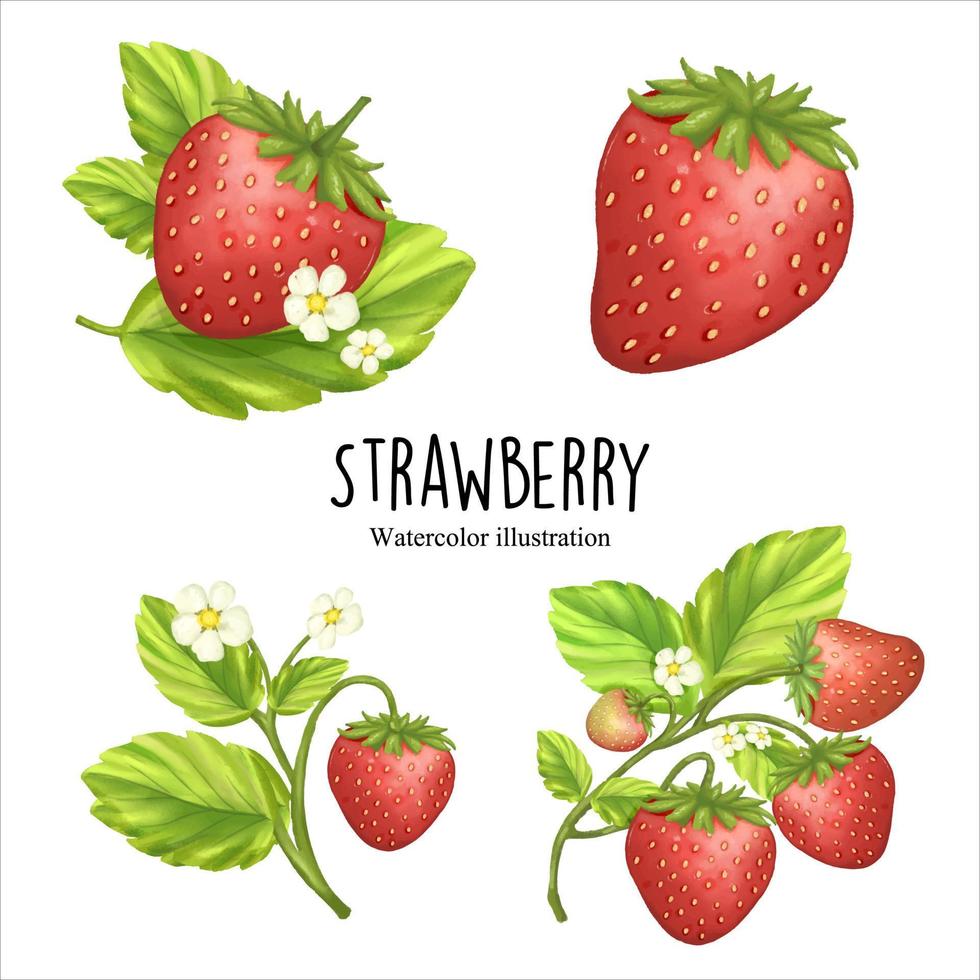 watercolor strawberry, fruit vector illustration