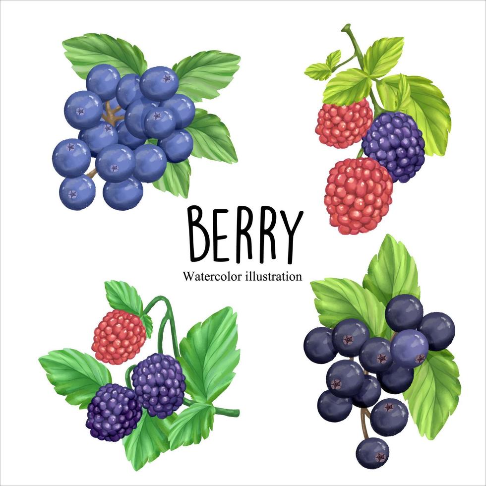 watercolor berry, fruit vector illustration