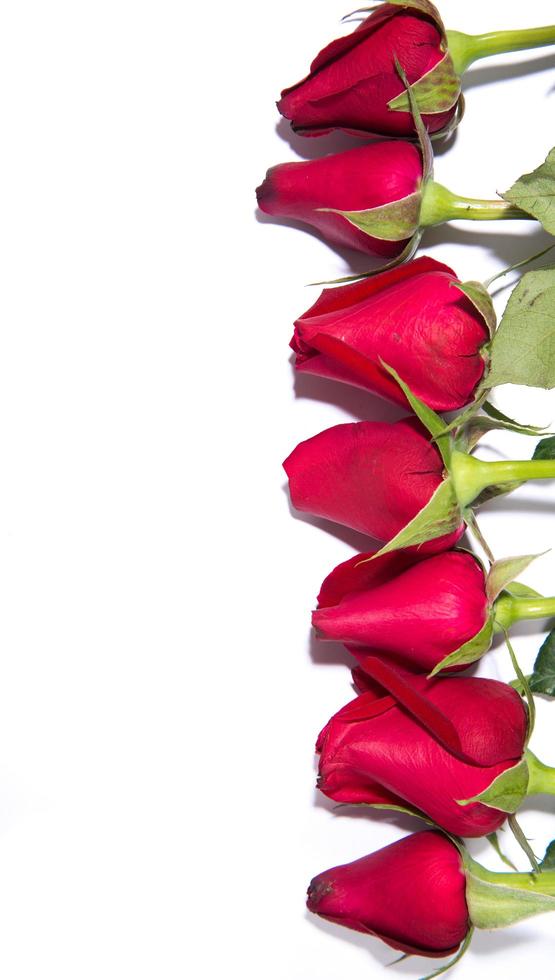 Red rose on white background photo