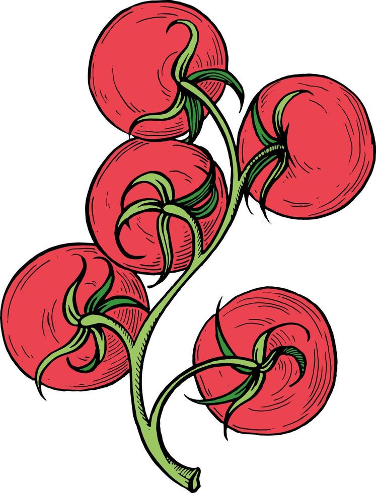 Tomates. ilustración vectorial dibujo lineal vector
