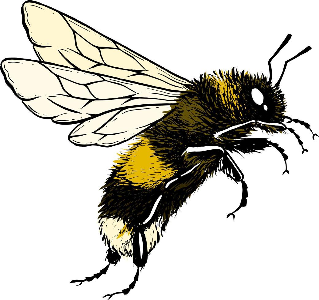 abeja. ilustración vectorial tinta de dibujo vector