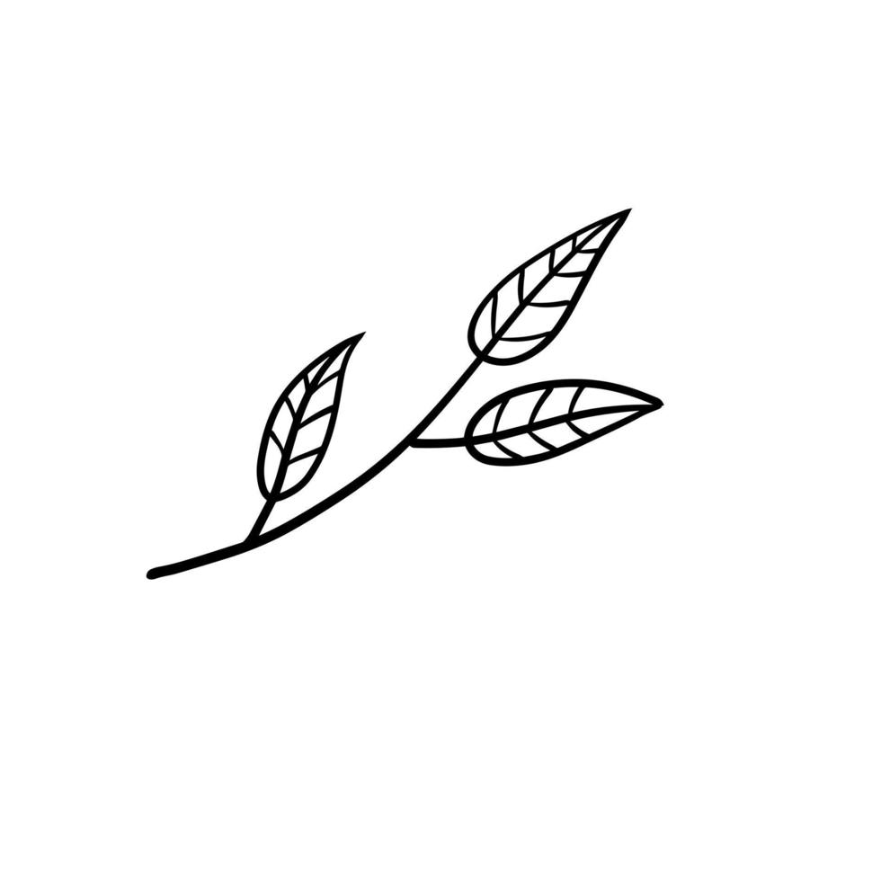 Branch of plant. Leaves in line style. vector